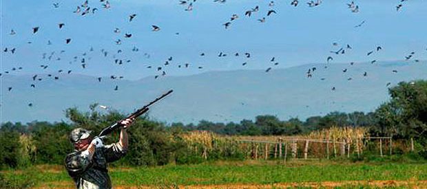 Dove hunting beneficial for local businesses